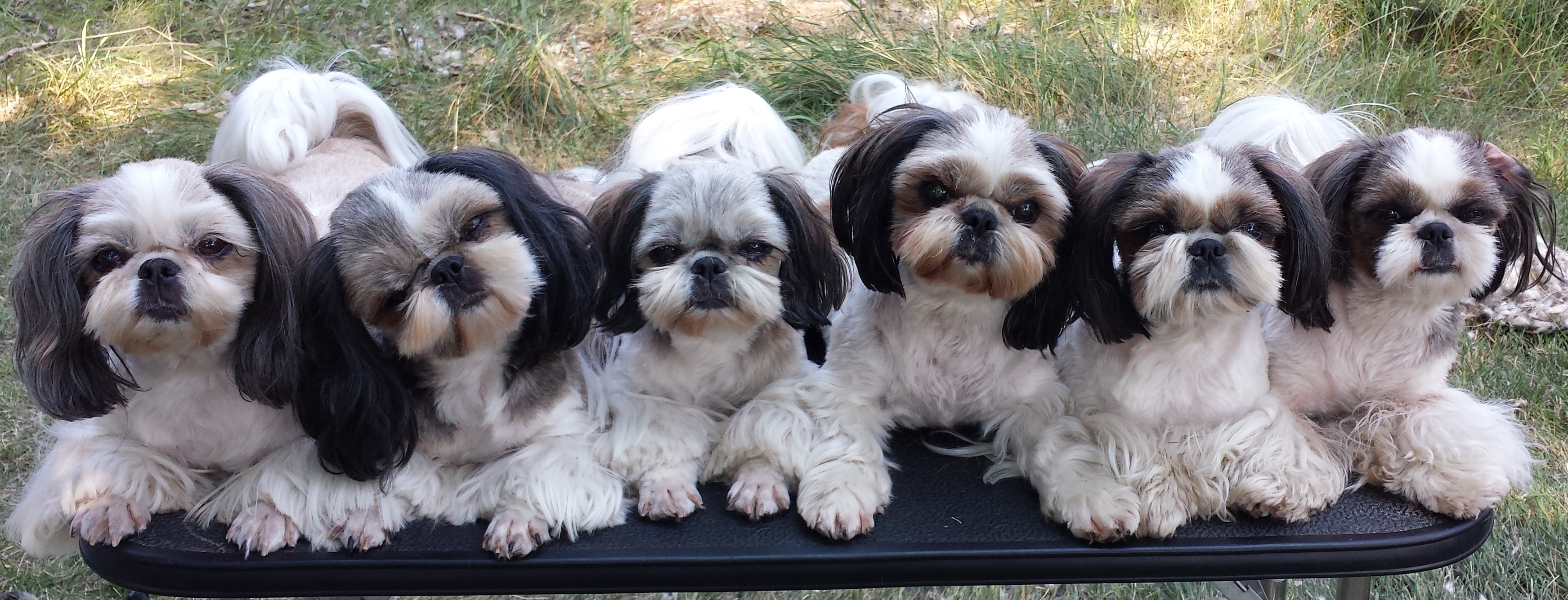 are shih tzus yappy